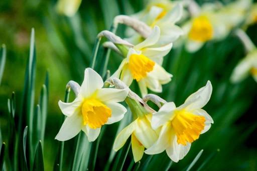 Daffodil flowers